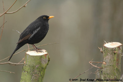 Common BlackbirdTurdus merula merula