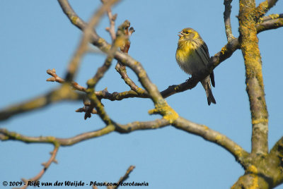 European SerinSerinus serinus