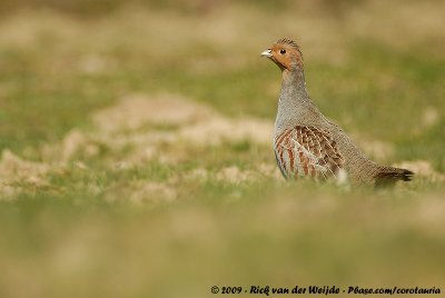 Grey PartridgePerdix perdix perdix