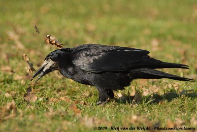 Eurasian RookCorvus frugilegus frugilegus