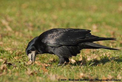 Eurasian RookCorvus frugilegus frugilegus