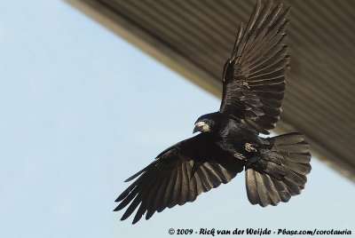 Eurasian RookCorvus frugilegus frugilegus