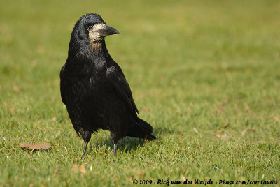 Eurasian RookCorvus frugilegus frugilegus