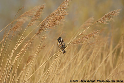 Common Reed Bunting<br><i>Emberiza schoeniclus schoeniclus</i>