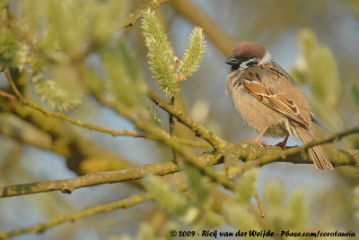 Eurasian Tree SparrowPasser montanus montanus