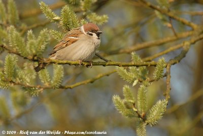 Eurasian Tree SparrowPasser montanus montanus