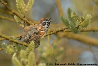Eurasian Tree SparrowPasser montanus montanus