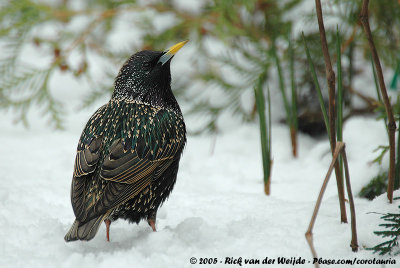 Common StarlingSturnus vulgaris vulgaris