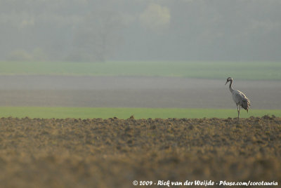 Common CraneGrus grus