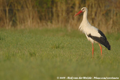 White StorkCiconia ciconia ciconia