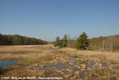 Inner Dike Wetland