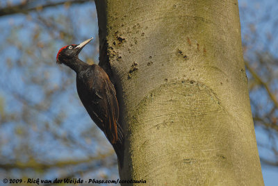 Black WoodpeckerDryocopus martius martius