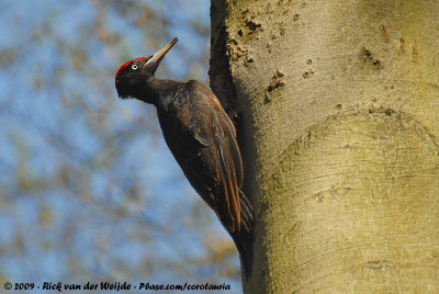 Black Woodpecker  (Zwarte Specht)