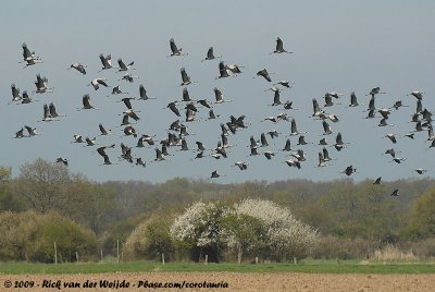 Common CraneGrus grus