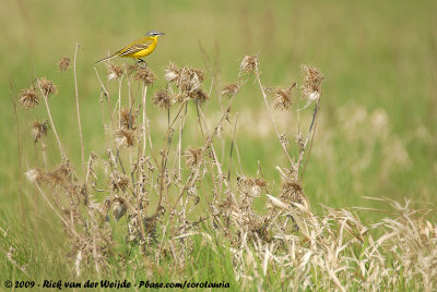 Blue-Headed Wagtail<br><i>Motacilla flava flava</i>