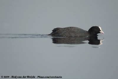 Eurasian CootFulica atra atra