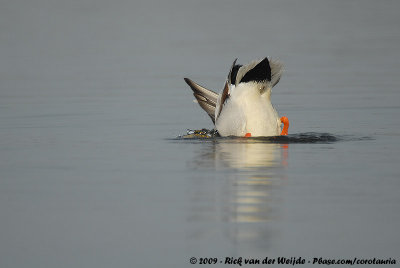 Mallard<br><i>Anas platyrhynchos platyrhynchos</i>