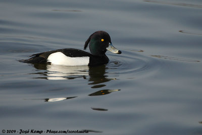 Tufted DuckAythya fuligula