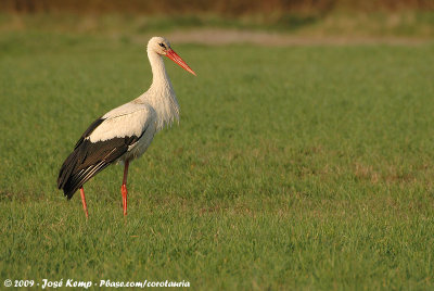 White StorkCiconia ciconia ciconia