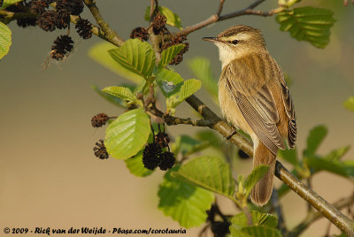 Sedge WarblerAcrocephalus schoenobaenus