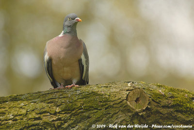 Common Wood PigeonColumba palumbus palumbus