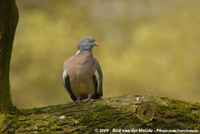 Common Wood PigeonColumba palumbus palumbus