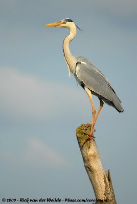 Grey HeronArdea cinerea cinerea