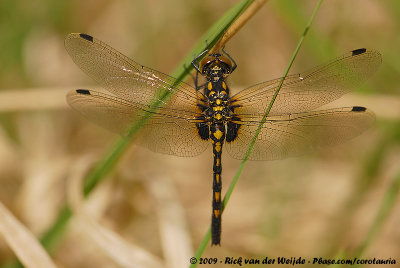 White-Faced DarterLeucorrhina dubia