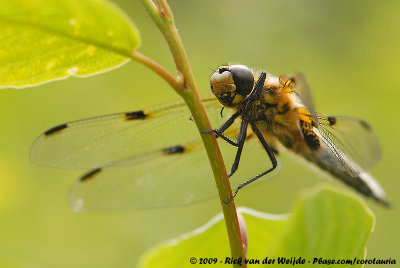 Four-Spotted Chaser<br><i>Libellula quadrimaculata</i>