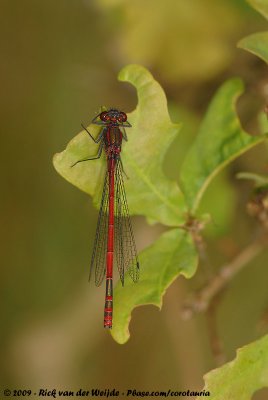 Large Red DamselflyPyrrhosoma nymphula