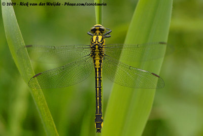 Common Clubtail  (Beekrombout)