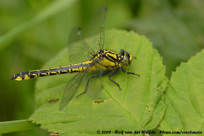 Common ClubtailGomphus vulgatissimus