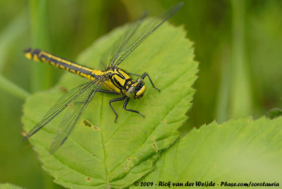 Common ClubtailGomphus vulgatissimus