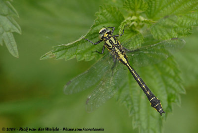 Common ClubtailGomphus vulgatissimus