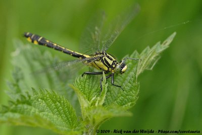 Common ClubtailGomphus vulgatissimus