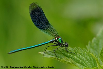 Banded DemoiselleCalopteryx splendens splendens