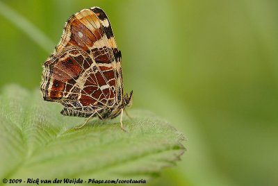 Map ButterflyAraschnia levana levana