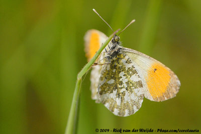 Orange TipAnthocharis cardamines