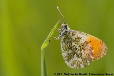 Orange TipAnthocharis cardamines