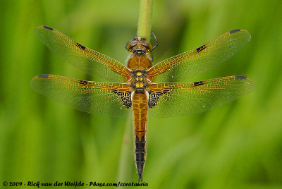 Four-Spotted Chaser  (Viervlek)