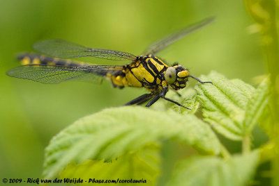 Common ClubtailGomphus vulgatissimus