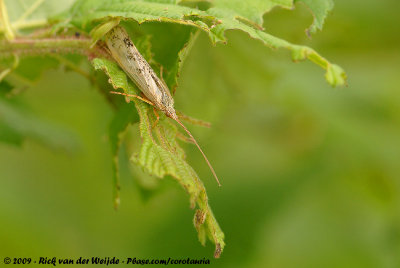 CaddisflyLimnephilus flavicornis