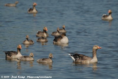 Greylag GooseAnser anser anser