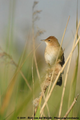 Savi's WarblerLocustella luscinioides luscinioides