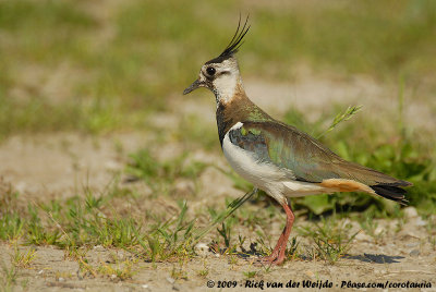 Northern LapwingVanellus vanellus vanellus