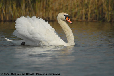 Mute SwanCygnus olor