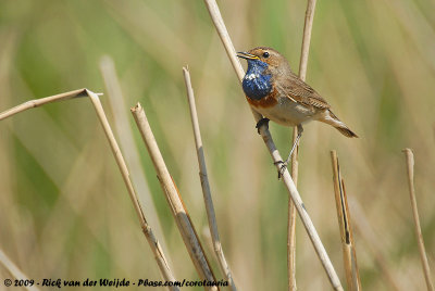 BluethroatLuscinia svecica cyanecula