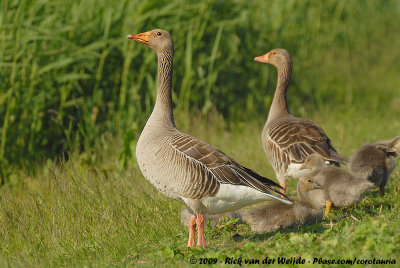 Greylag GooseAnser anser anser