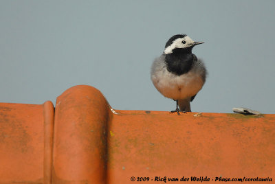 White WagtailMotacilla alba alba