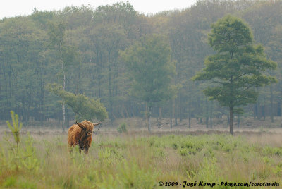 European Domestic Cattle  (Europees Rund)